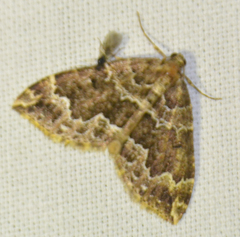 Lampropteryx suffumata