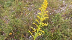 Solidago chilensis
