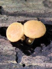 Pholiota granulosa