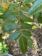 Rhus copallinum