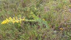 Solidago chilensis