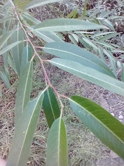 Salix laevigata