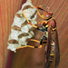 Hornets, Paper Wasps, Potter Wasps, and Allies - Photo (c) Cheryl Harleston López Espino, some rights reserved (CC BY-NC-ND), uploaded by Cheryl Harleston López Espino