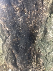 Kretzschmaria deusta