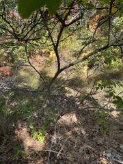 Rhus copallinum