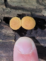 Pholiota granulosa