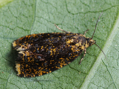 Celypha siderana