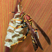 Canadensis/exclamans-group Paper Wasps - Photo (c) Cheryl Harleston López Espino, some rights reserved (CC BY-NC-ND), uploaded by Cheryl Harleston López Espino
