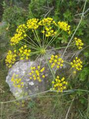 Elaeoselinum asclepium