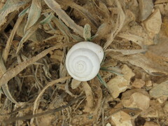 Sphincterochila