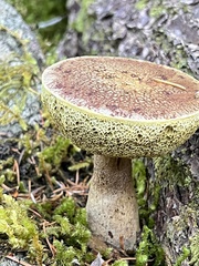 Aureoboletus