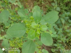 Acalypha indica
