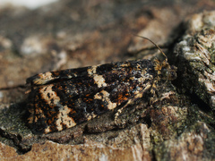 Celypha tiedemanniana