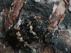 Celypha tiedemanniana