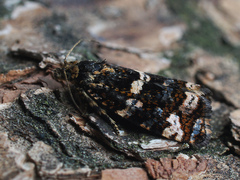 Celypha tiedemanniana