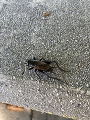 Gryllus pennsylvanicus