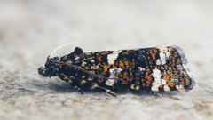 Celypha tiedemanniana