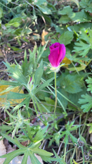 Callirhoe involucrata