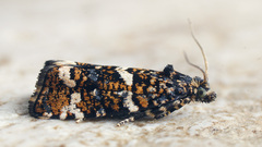 Celypha tiedemanniana