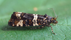 Celypha tiedemanniana