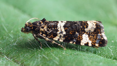 Celypha tiedemanniana
