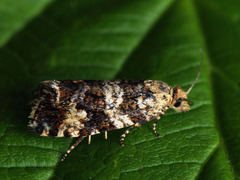 Celypha tiedemanniana