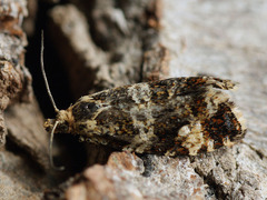 Celypha tiedemanniana