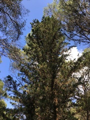 Cupressus sempervirens
