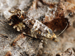 Celypha tiedemanniana