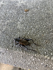 Gryllus pennsylvanicus