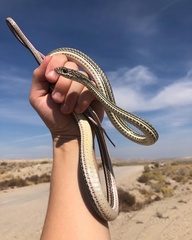 Masticophis taeniatus taeniatus