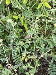 Tephrosia onobrychoides