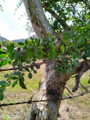 Bursera