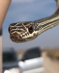 Masticophis taeniatus taeniatus