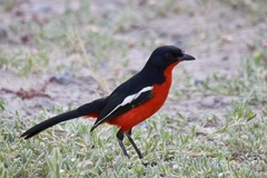 Laniarius atrococcineus