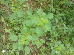 Acalypha indica