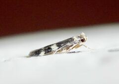 Oegoconia novimundi