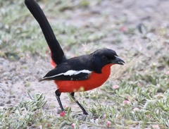 Laniarius atrococcineus