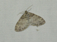 Lobophora halterata