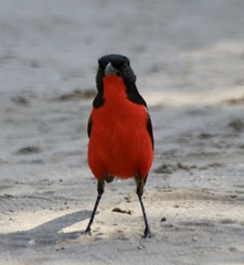 Laniarius atrococcineus