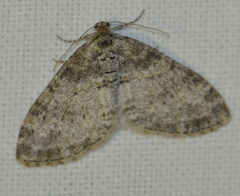 Lobophora halterata