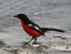Laniarius atrococcineus