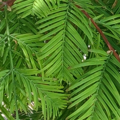 Metasequoia glyptostroboides