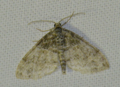 Lobophora halterata
