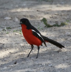 Laniarius atrococcineus