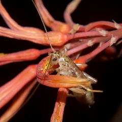 Stictogryllacris punctata