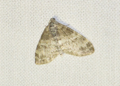 Lobophora halterata
