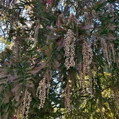 Metasequoia glyptostroboides