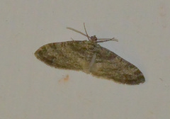 Lobophora halterata