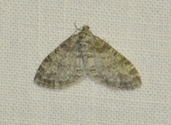 Lobophora halterata